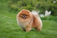 pomeranian-boo-evde-yalniz-kalabilir-mi-6502065f1d1b6.jpg