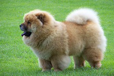 chow-chow-nasil-egitilir-63f89d57ef385.png