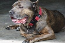 cane-corso-soguga-dayanikli-midir-639cc2441e1a9.jpg