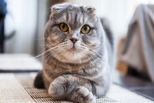 scottish-fold-tuy-doker-mi-633a8c4422b96.jpg