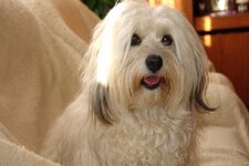 havanese-cuban-bichon-kopek-irki-hakkinda-merak-edilenler-62fe063ec705f.jpg