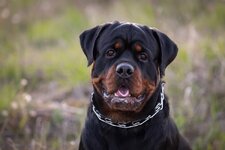 rottweiler-kopekler-hakkinda-merak-edilenler-62e31593afc2a.jpg