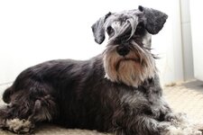 minyatur-schnauzer-kopek-irki-hakkinda-merak-edilen-bilgiler-62e2ef13d7f47.jpg