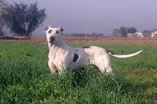 bully-kutta-kopek-irki-hakkinda-merak-edilenler-nelerdir-62bfeccee4cf3.jpg