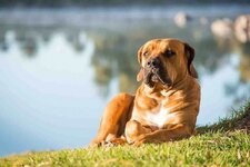 boerboel-kopek-irkinin-genel-ozellikleri-nelerdir-62b2d59bad9ea.jpg