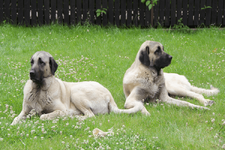 kangal-bakimi-6151b9b5e1d12.png