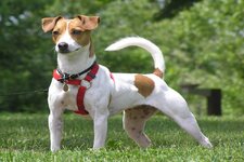 jack-russell-terrier-6141b332dd0f5.jpg