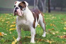 ingiliz-bulldog-613f148a2627c.jpg