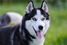 husky-kopek-613af2f125236.jpg