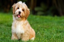 havanese-612379fe24ad5.jpg