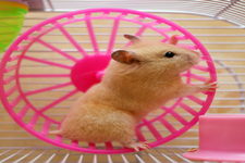 hamster-6123670318b00.png