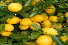 limon-agaci-ne-zaman-cicek-acar-656e2f53a4804.jpg