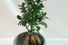 bonsai-ne-zaman-budanir-65836ecba1dae.jpg